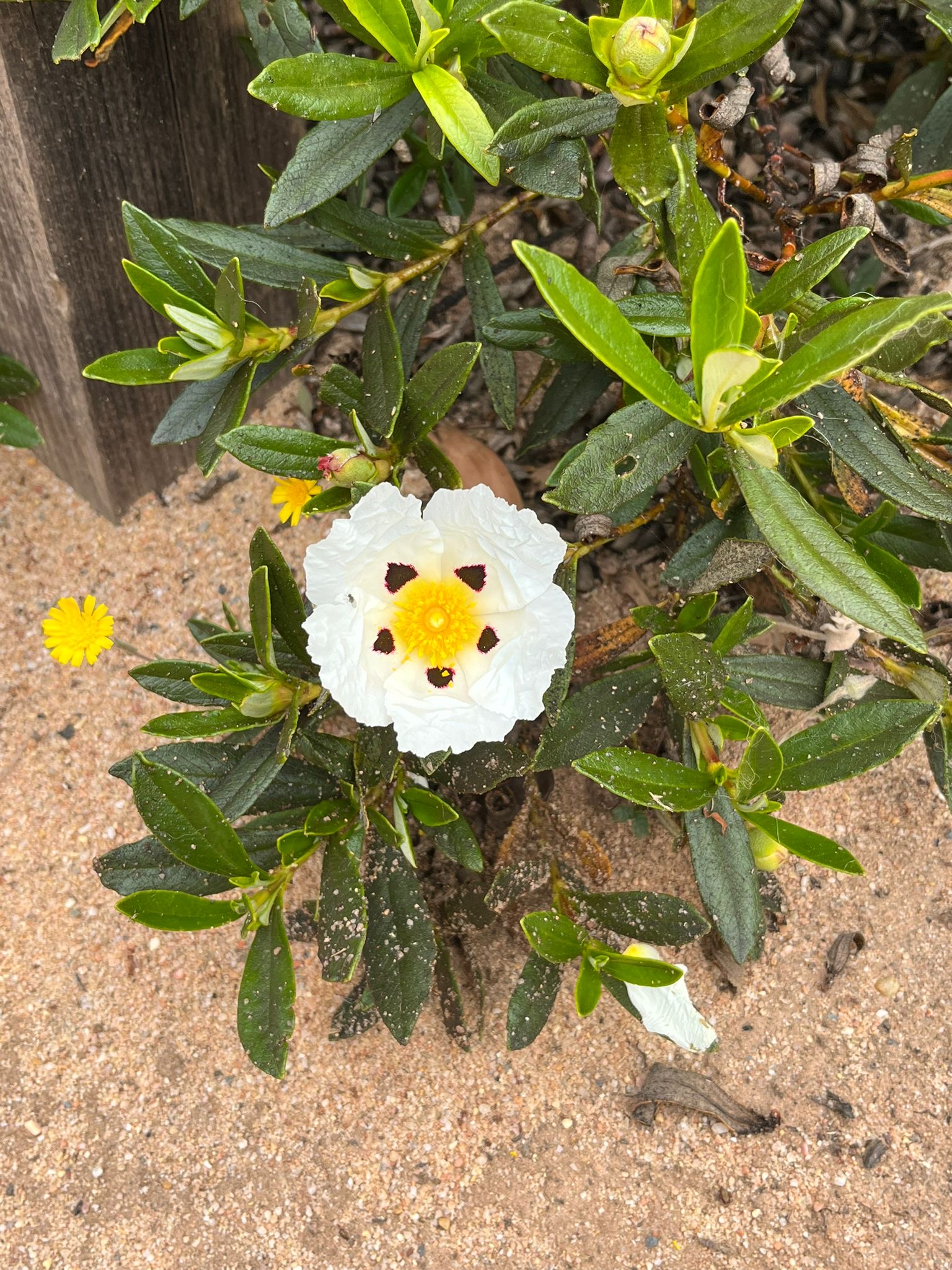 393e92c8-570d-4cca-8452-49319c68ca36