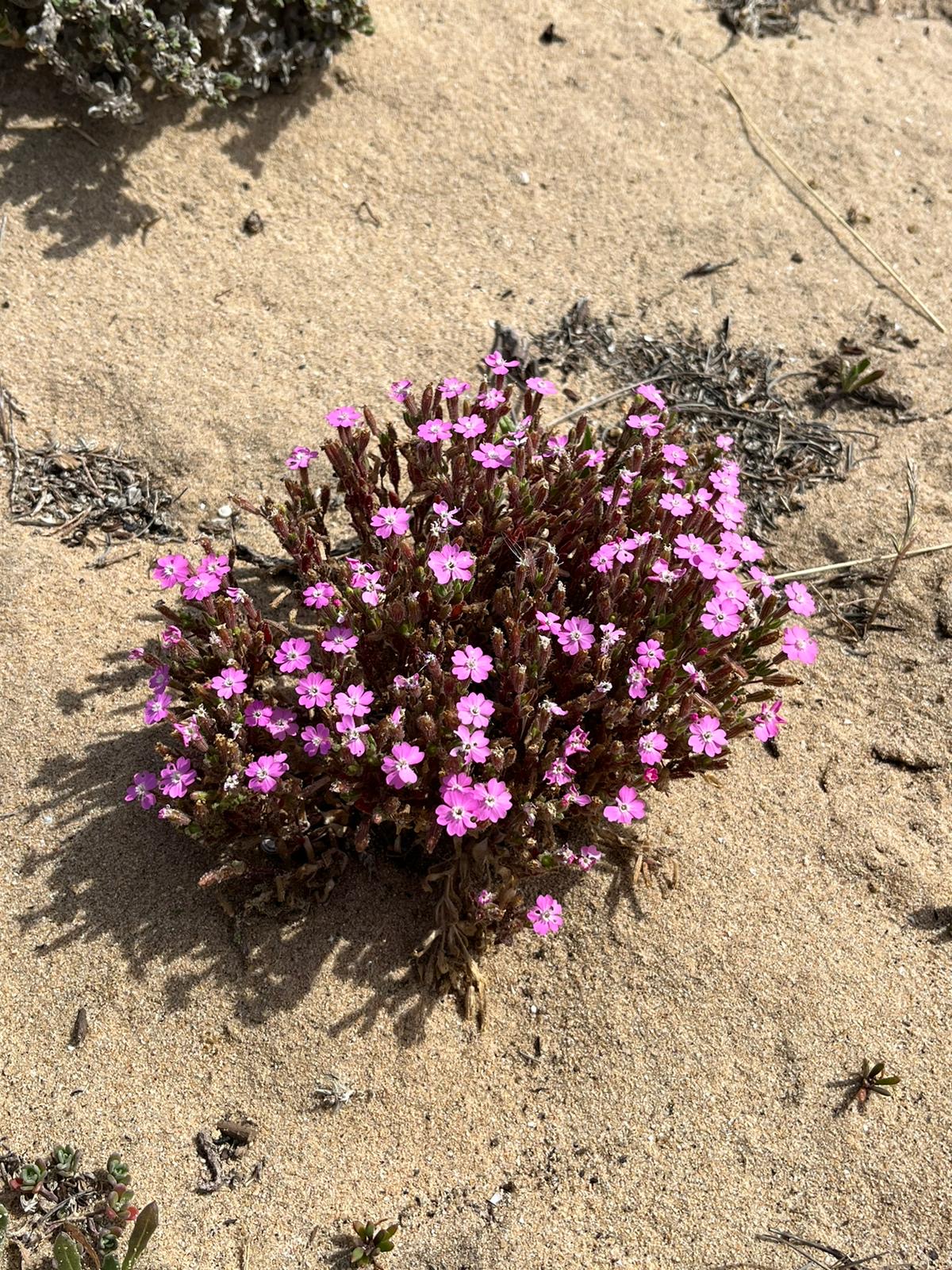 84e91eaf-58ee-449e-bb8e-e54c3574b073